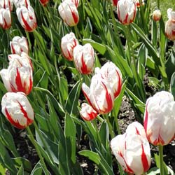 Tulipe triomphe 'Carnaval de Rio'